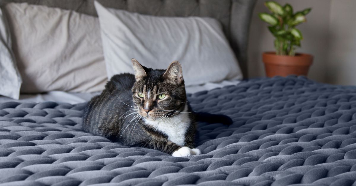 Why You Need A Weighted Blanket in Singapore